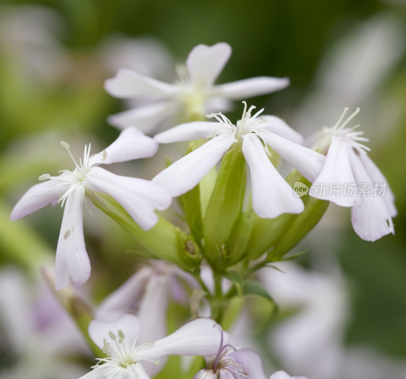 肥皂草(Saponaria officinalis)